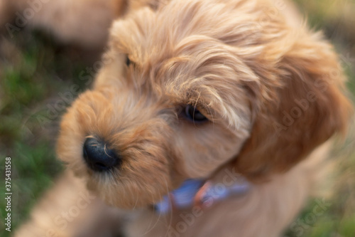 Goldendoodle Puppy 9