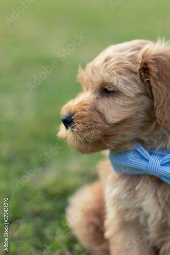 Goldendoodle Puppy 8