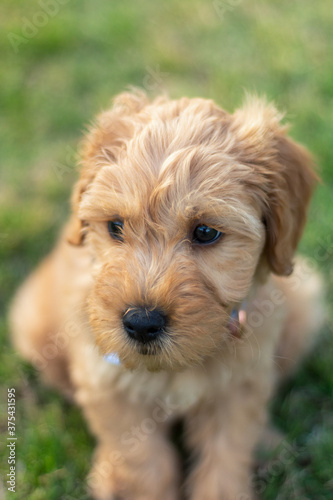 Goldendoodle Puppy 7
