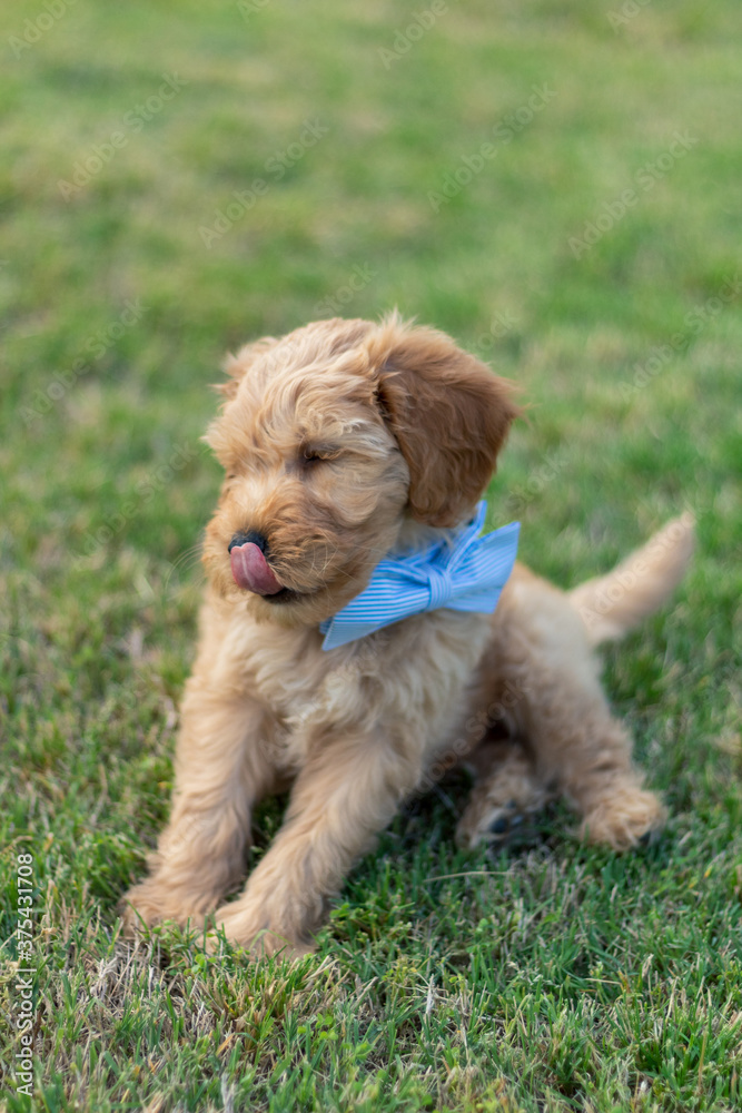 Goldendoodle Puppy