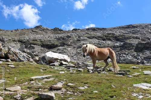 horse in the mountains