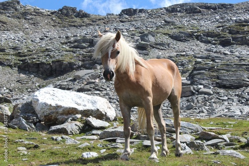 horse in the mountains