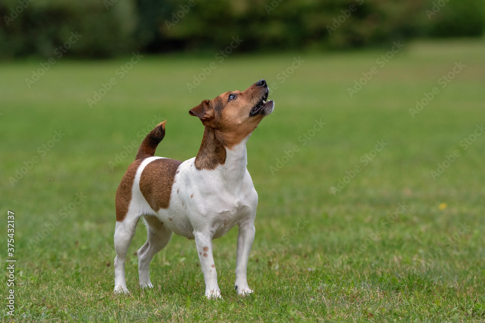 Angry Jack Russell Terrier barks in the park.