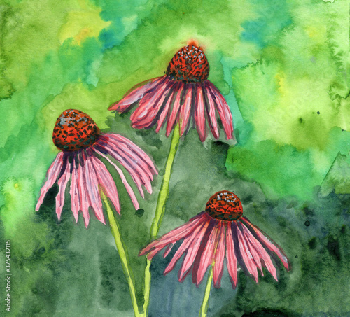 Hand drawn botanical sketch. Purple and pink echinacea close up. Green background. Watercolor painting. Flower and stem. Summer and spring. Nature and ecology. For post cards, posters and prints photo