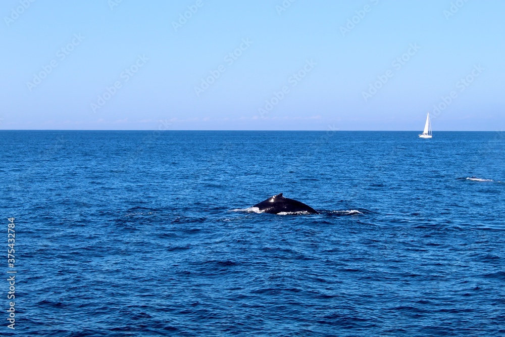 Naklejka premium Sayulita Whale Watching