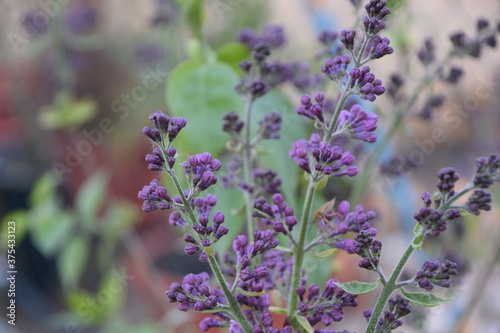 Arbusto de lilo en flor en primavera