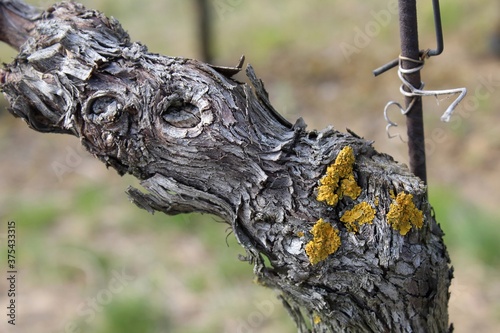Vineyard