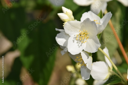 flor blanca en el jard  n