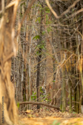 Tigress Lara seeing from the bamboo woods, Tadoba Andhari Tiger Reserve, India