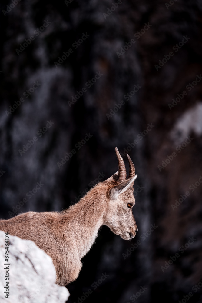 Fototapeta premium Staring down