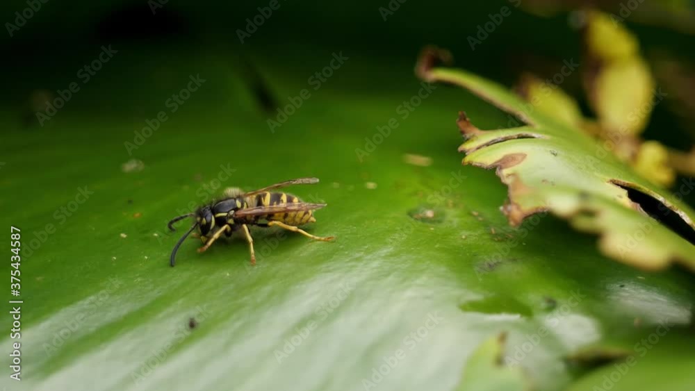 Wasp crawling across leaf in 6 times slow motion. 150fps to 25fps Wasp crawling across leaf in 6 times slow motion. 150fps to 25fps