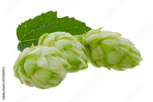 Hop branch with cones isolated on white background. Green hops isolated on white background. Hops for brewing isolated on white background. Brewing concept.