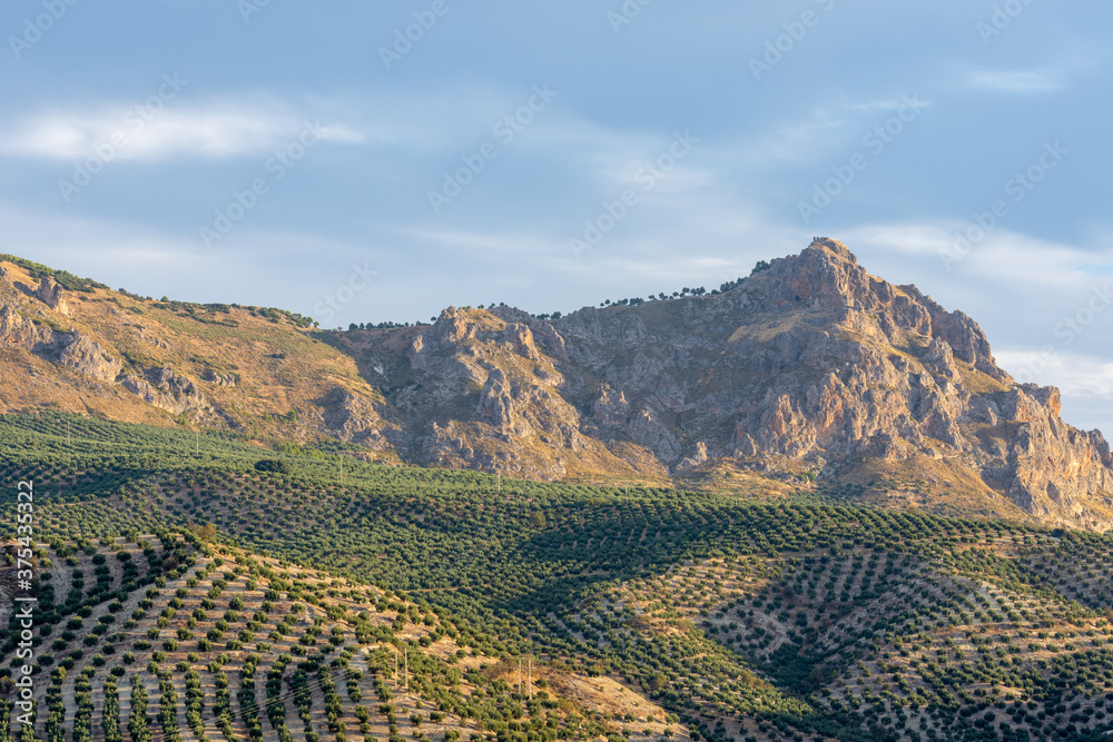 Hills planted with olive trees at the foot of the mountains at sunrise in Andalucia