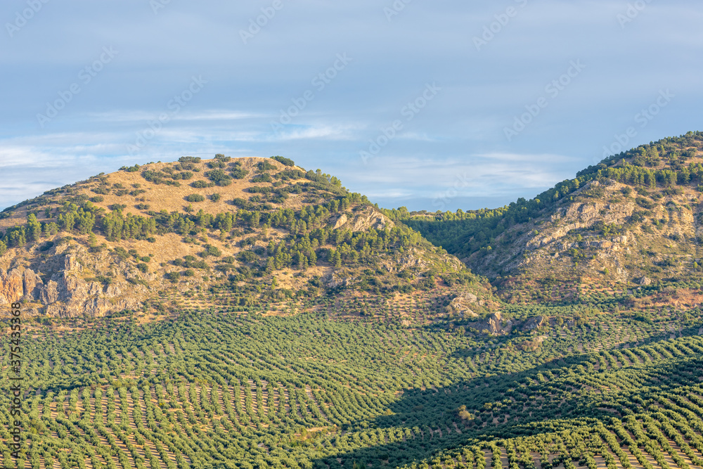 Hills planted with olive trees at the foot of the mountains at sunrise in Andalucia