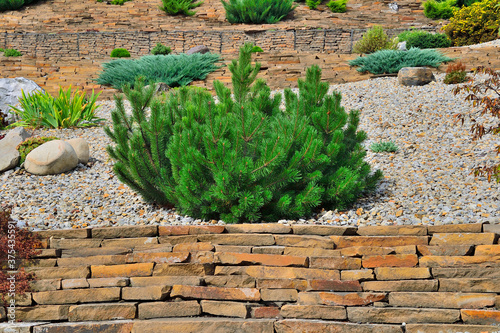 Dwarf bosnian pine tree Pinus leucodermis - decorative undersize evergreen coniferous plant photo