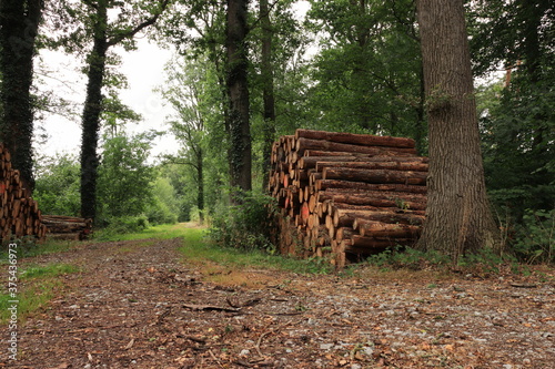 Der Holzstapel im Wald © marnag