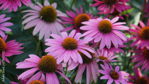 Purple Coneflower