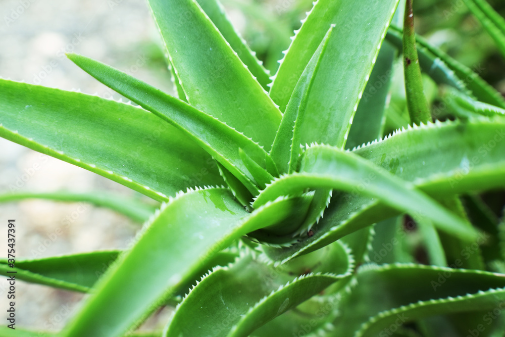 Aloe Vera Succulent Plant Close Up Aloe Vera Succulent Plant Close Up