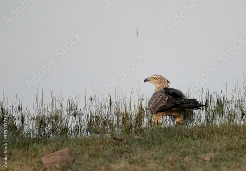 Juvenile Crested hawk-eagle perched on the ground, Tadoba Andahari Tiger Reserve, India