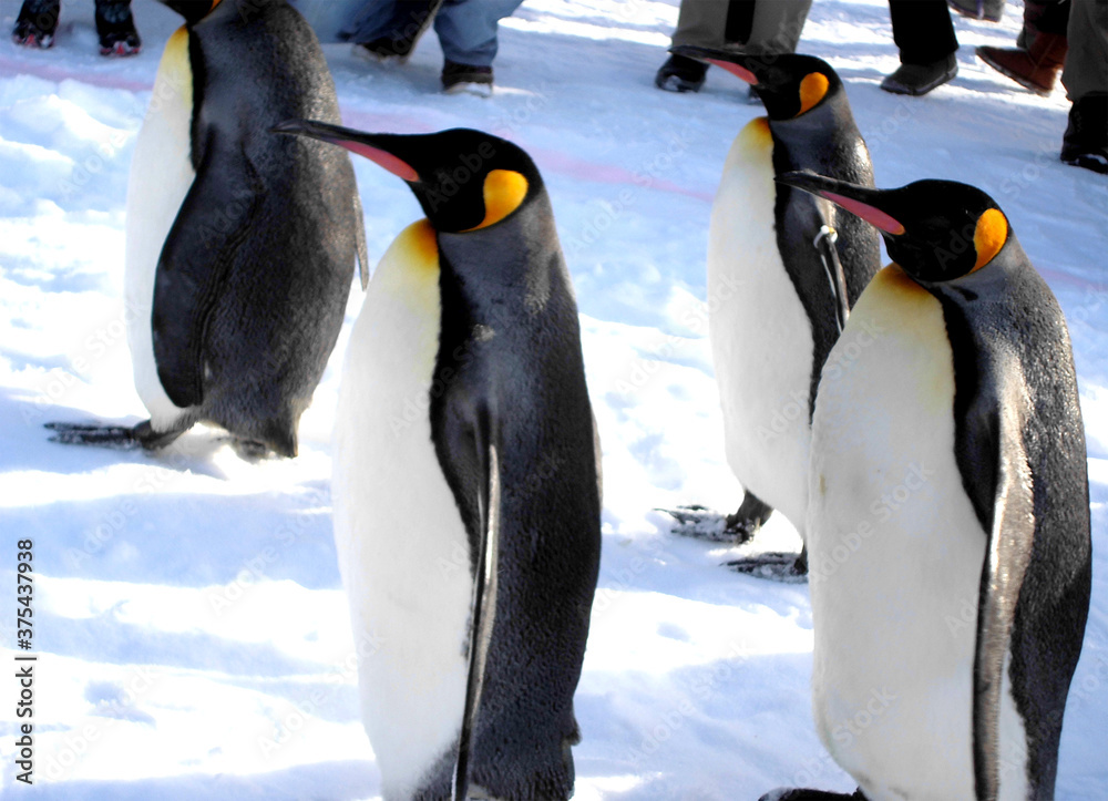 Fototapeta premium group of penguins