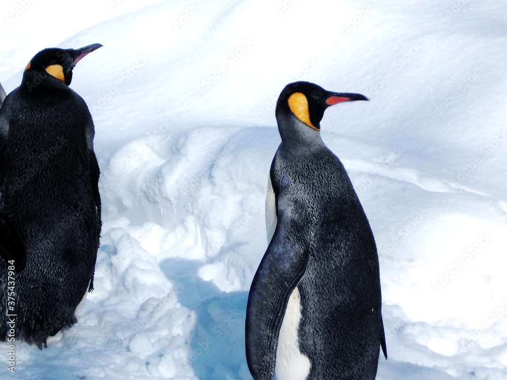 Fototapeta premium king penguin in Japan