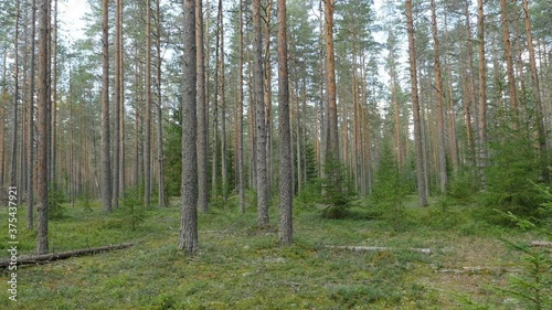 Wallpaper Mural Pine forest in summer panorama, beautiful landscape Torontodigital.ca