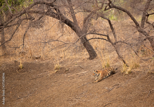 Maya cub stalking cheetals, Tadoba Andhari Tiger Reserve, Indial