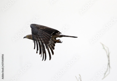 Juvenile Crested hawk-eaglein flight  Tadoba Andahari Tiger Reserve  India