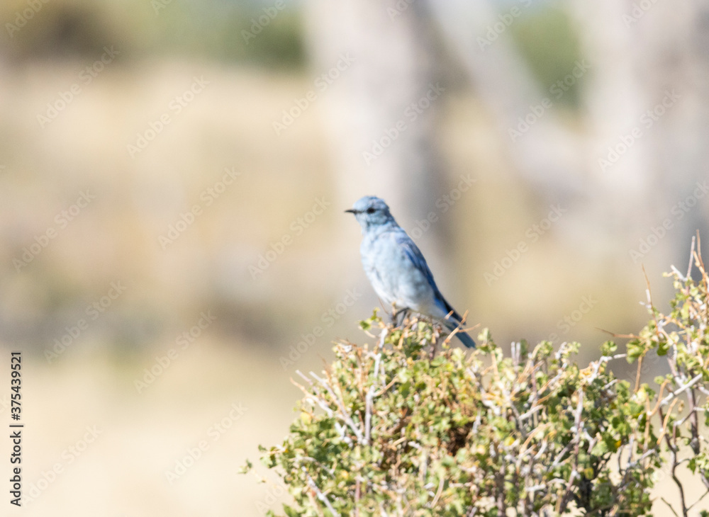 Mountain Bluebirds on the Mountain Mountain Bluebirds on the Mountain