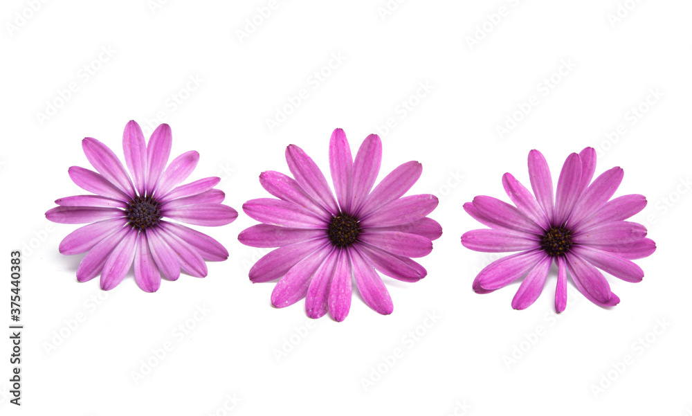 Pink Osteospermum Daisy or Cape Daisy Flower Flower