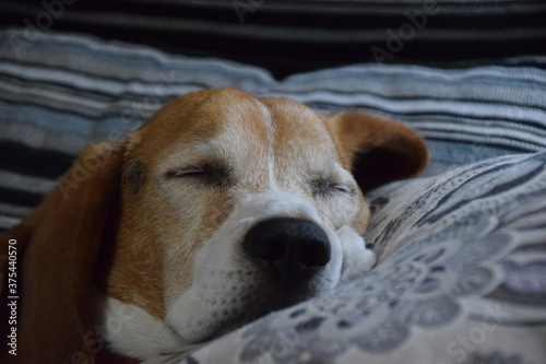 Mascota, perro, durmiendo en el sofá