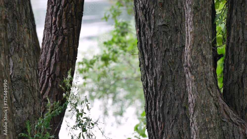 tree branch, trees, wood, wooden, plant, green forest, nature, garden, tropical, floral. tree branch, trees, wood, wooden, plant, green forest, nature, garden, tropical, floral.