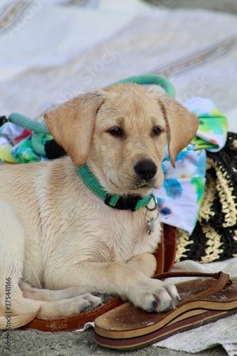 Fototapeta Naklejka Na Ścianę i Meble -  Beach Puppy