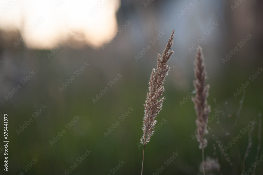 PANICUM VIRGATUM. a field of tall grass with fluffy spikelets PANICUM VIRGATUM. a field of tall grass with fluffy spikelets