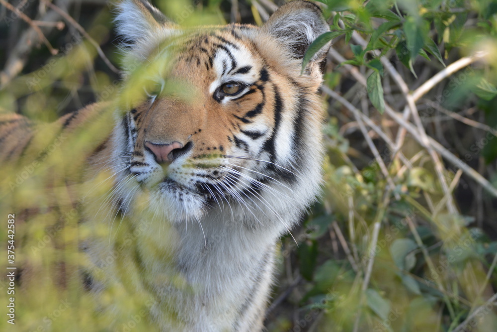 Obraz premium siberian tiger cub