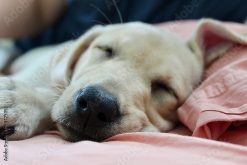 Labrador Retriever Puppy