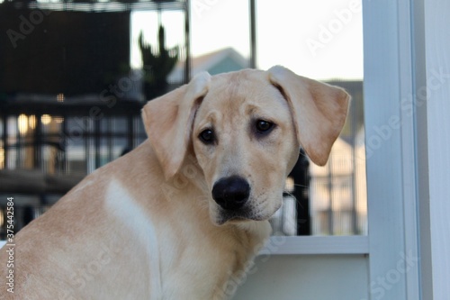 Labrador Retriever Puppy