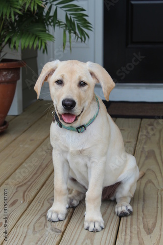 Labrador Retriever Puppy