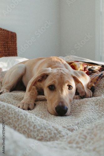 Labrador Retriever Puppy