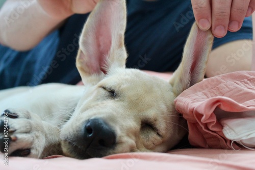 Labrador Retriever Puppy
