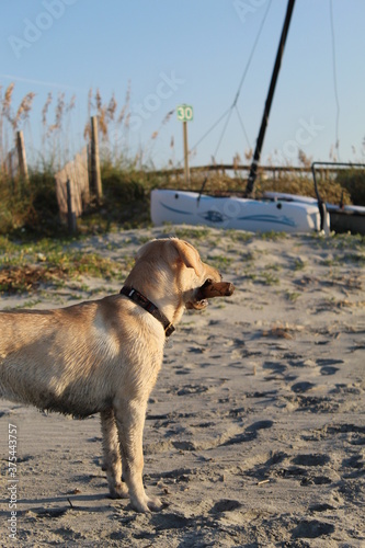 Beach Labrador Retriever
