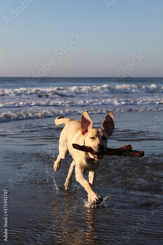 Beach Labrador Retriever