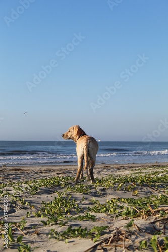 Beach Labrador Retriever