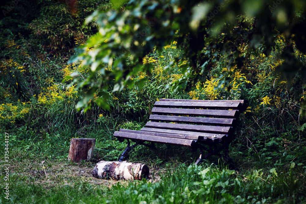 Empty bench in the garden, green grass, trees, yellow flowers, dark, background. Soft focus. Empty bench in the garden, green grass, trees, yellow flowers, dark, background. Soft focus.