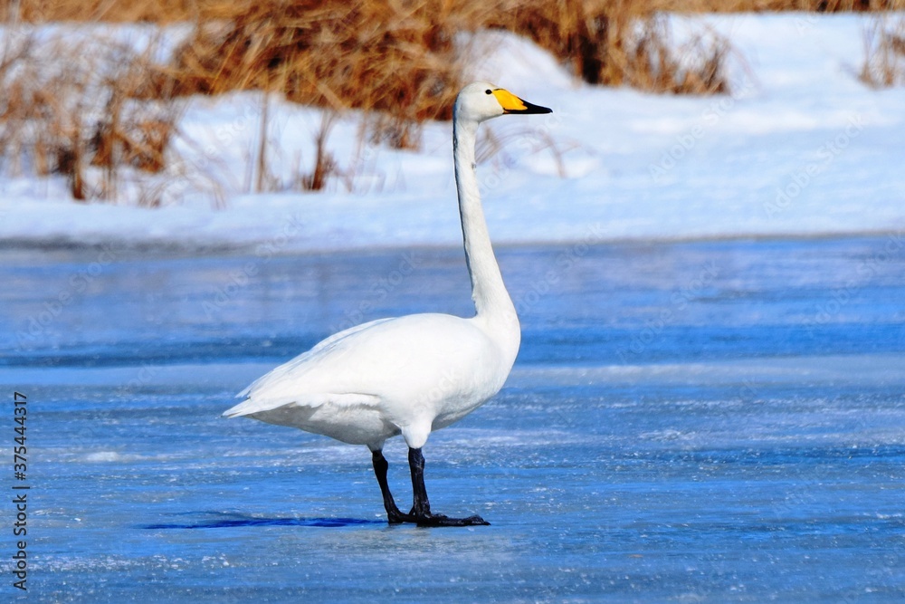 Whooper swan (Cygnus cygnus) stands in early spring on a frozen lake. A waterfowl from the duck family. Whooper swan (Cygnus cygnus) stands in early spring on a frozen lake. A waterfowl from the duck family.