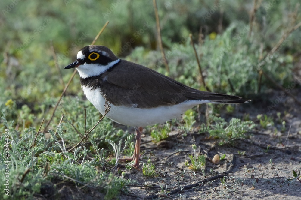 Mályy zuyok ili malyy galstuchnik (Charadrius dubius) nebol'shaya ptitsa krupneye vorob'ya, obitayushchaya na peschanykh poberezh'yakh rek i ozor, perelotnaya ptitsa. Mályy zuyok ili malyy galstuchnik (Charadrius dubius) nebol'shaya ptitsa krupneye vorob'ya, obitayushchaya na peschanykh poberezh'yakh rek i ozor, perelotnaya ptitsa.