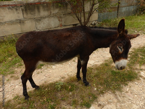 A small donkey, a donkey and young horses.