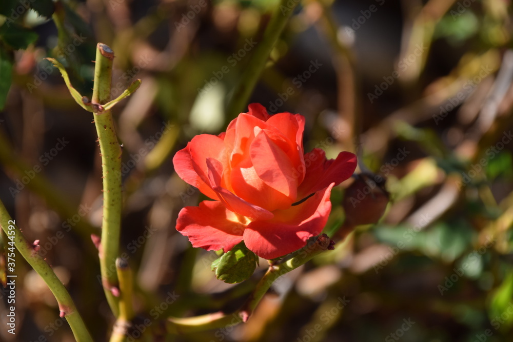 Rosa naranja en el jardín