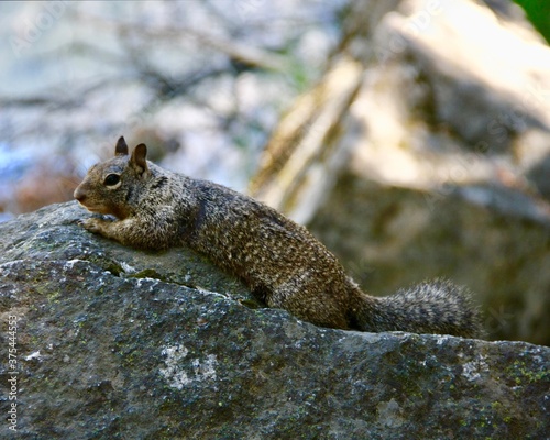 Sunbathing Squirrel 
