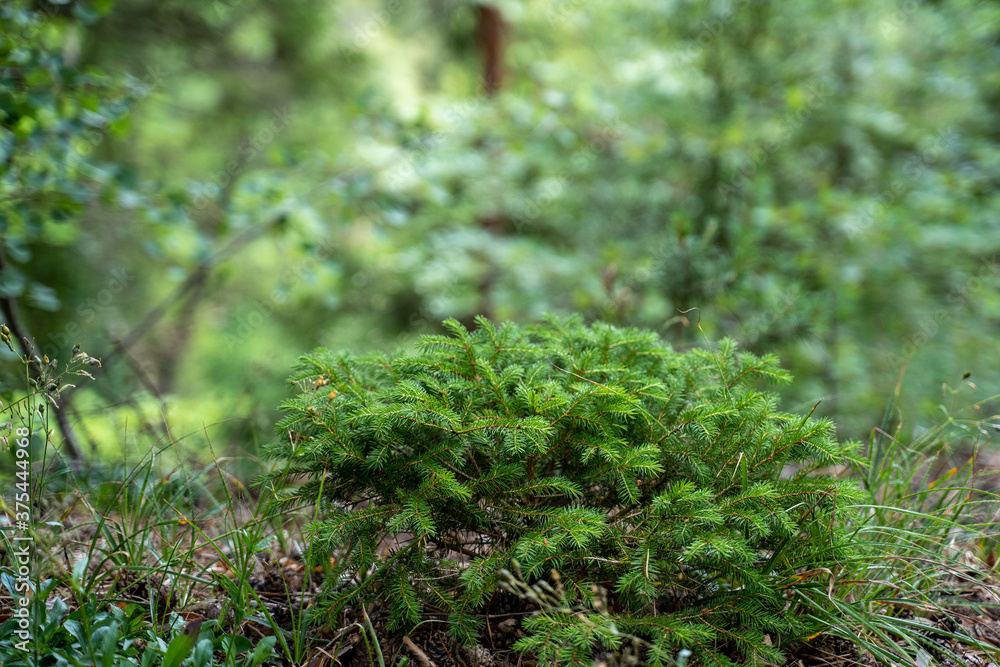Young evergreen tree Young evergreen tree